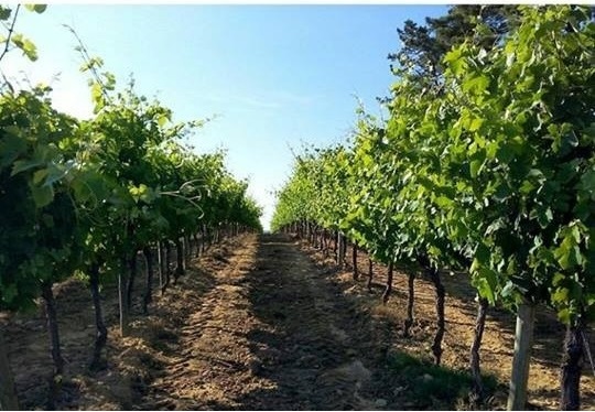 sao-lourenco-in-bairrada